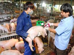 kỹ thuật chăn nuôi heo thịt