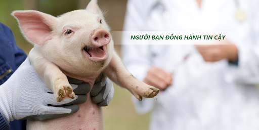 kỹ thuật chăn nuôi heo thịt